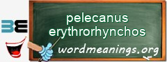 WordMeaning blackboard for pelecanus erythrorhynchos
